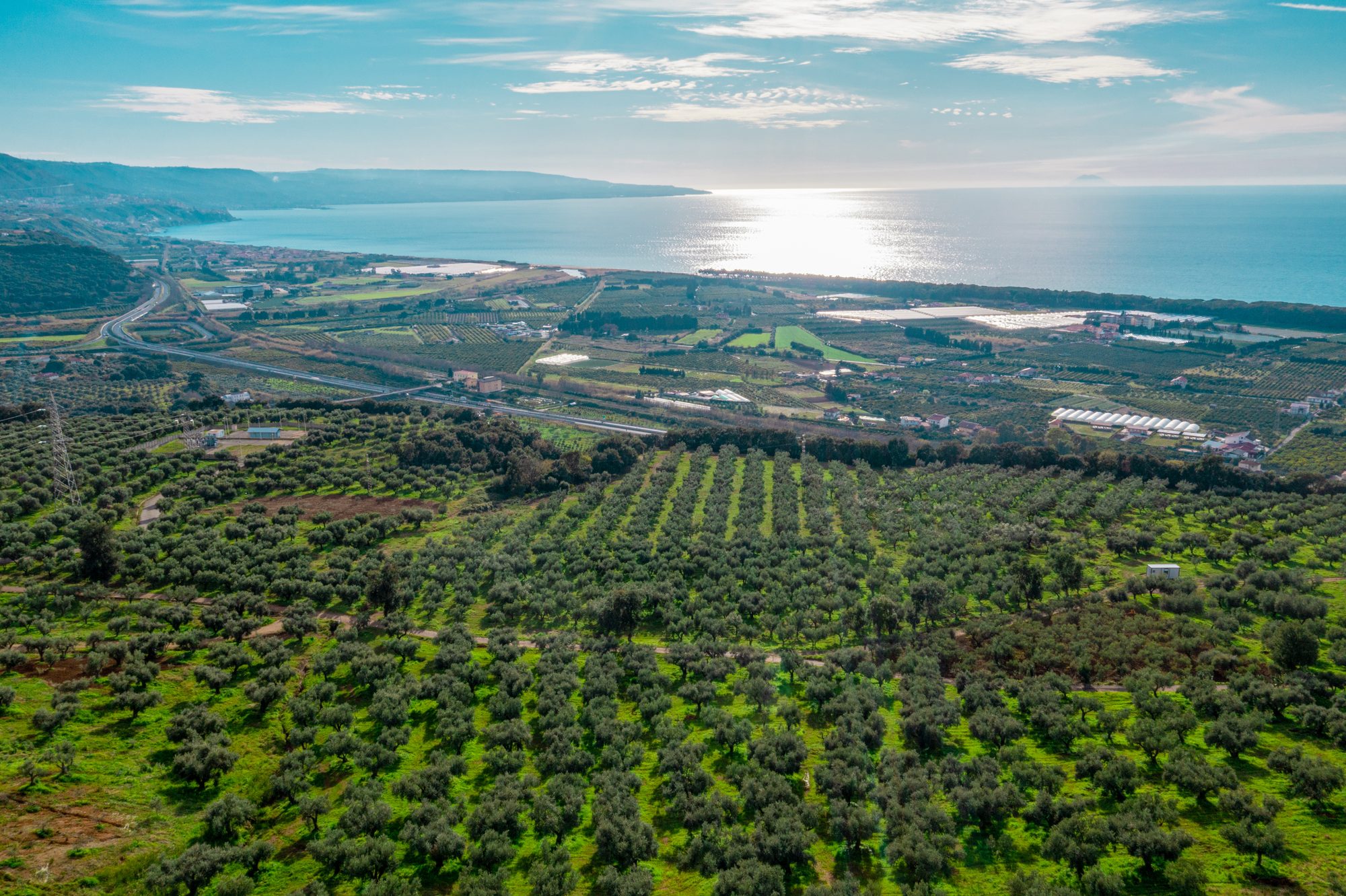 Uliveti secolari affacciati sul mare della Costa degli Dei in Calabria