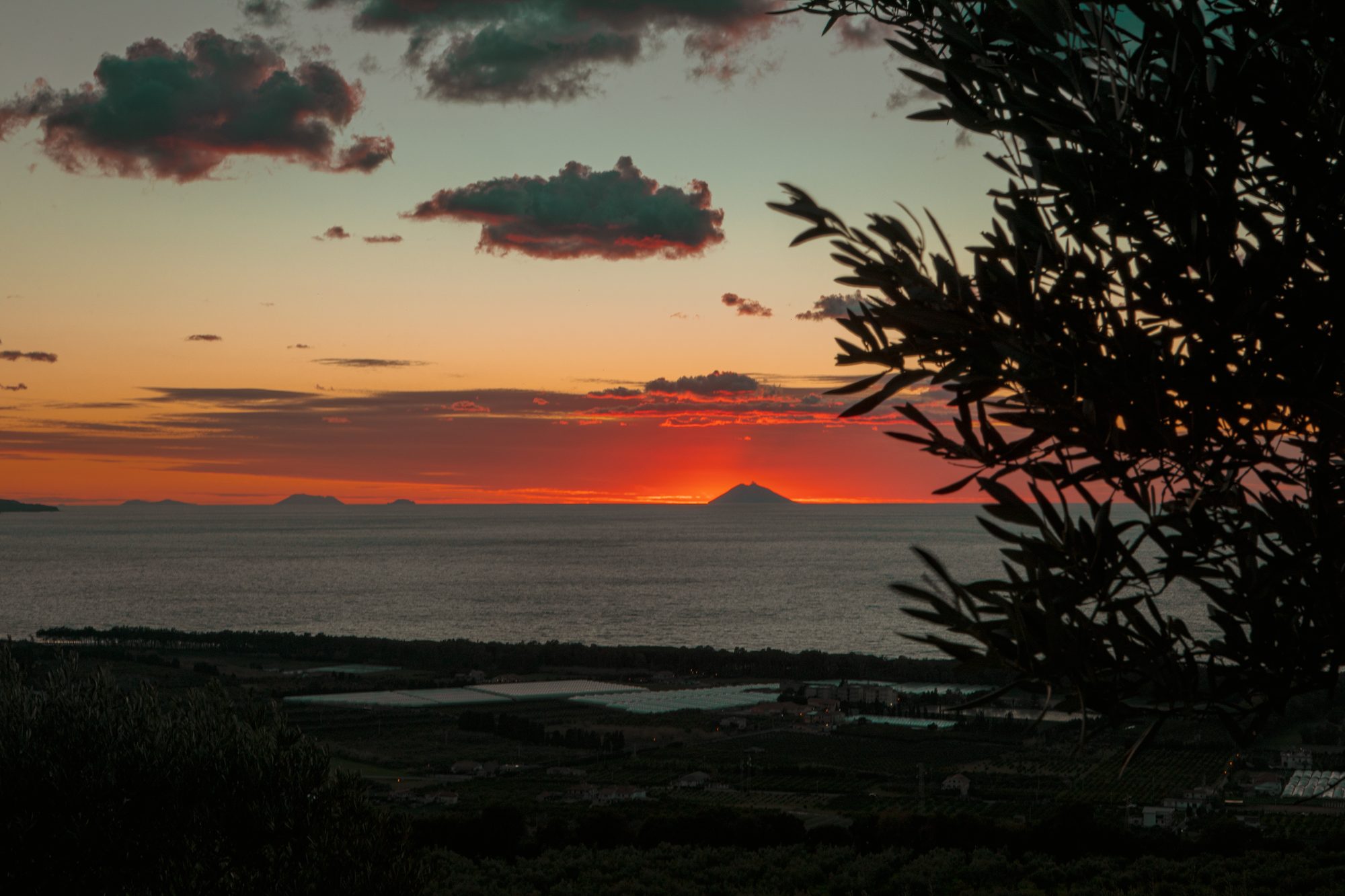 Distesa di ulivi che digrada verso il mare sulla Costa degli Dei